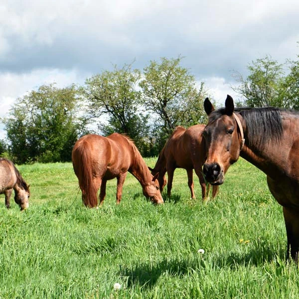 Pension pour chevaux à Huriel, Allier